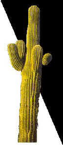 cactus.jpg (16284 bytes)