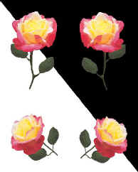 roses1.jpg (30390 bytes)