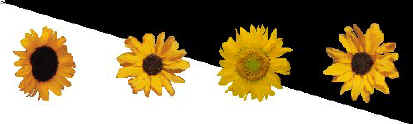 sunflowers.jpg (17126 bytes)
